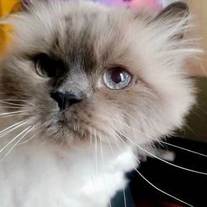 Meet your Posher, Joan